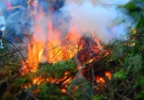 Пожары в Иркутской области в большинстве возникли на месте рубок леса