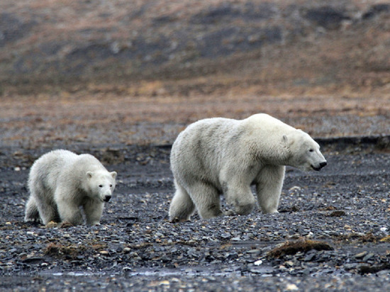 Ушли далеко от людей: выходивших к тундровикам белых медведей не будут депортировать на острова Ямала