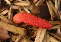 В дачном обществе «Иней-2» садоводы нашли странный гриб фаллической формы