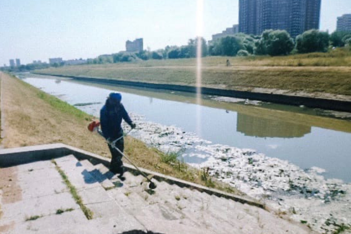 Сотрудники «Ленводхоза» очистили Дудергофский канал от водорослей - МК  Санкт-Петербург