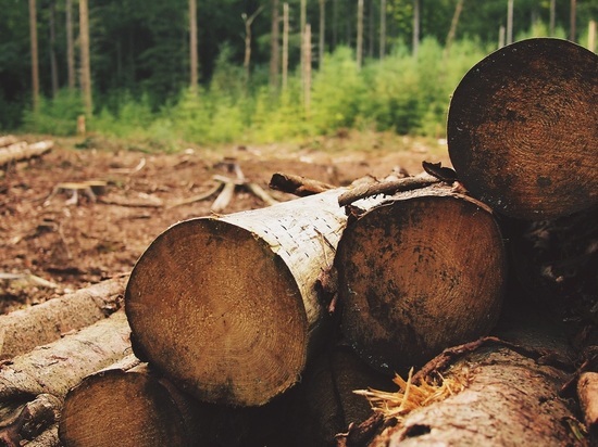 Арендатор лесного участка в Курской области заплатит штраф 100 тысяч за брошенную древесину
