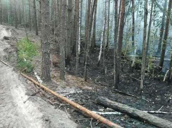 В Чувашии около 70 человек тушат лесной пожар в заповеднике «Присурский»