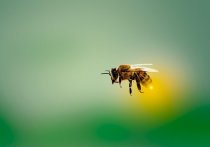 Россельхознадзор по Тульской области выявил нарушения при перемещении передвижной пасеки из 50 пчелосемей в Тульской области