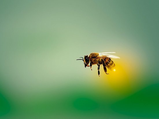 В Тулу несогласованным маршрутом прибыли воронежские пчелы