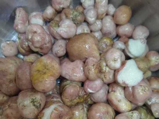 Двойник трюфеля нашли грибники в Новосибирске