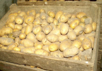 После сбора и подсушивания урожая картофеля возникает вопрос, как правильно его сохранить на зиму