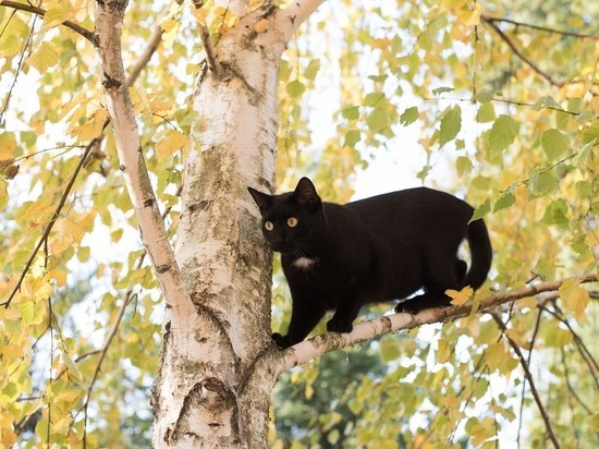В Старом Осколе спасатели сняли кота с дерева