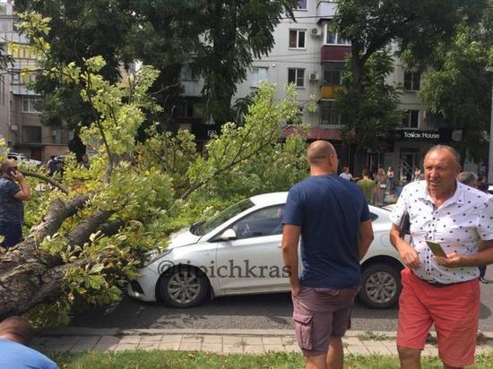 Посреди улицы Красной в Краснодаре упало дерево