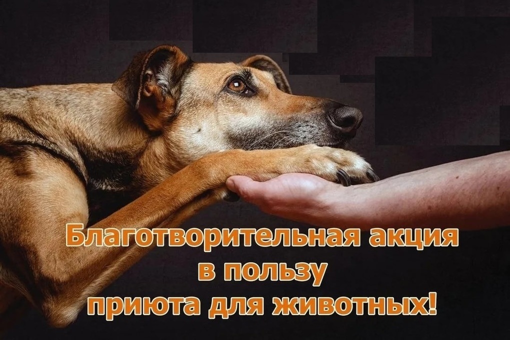 В Костромской области проходит акция «Лучший друг» в помощь животным
