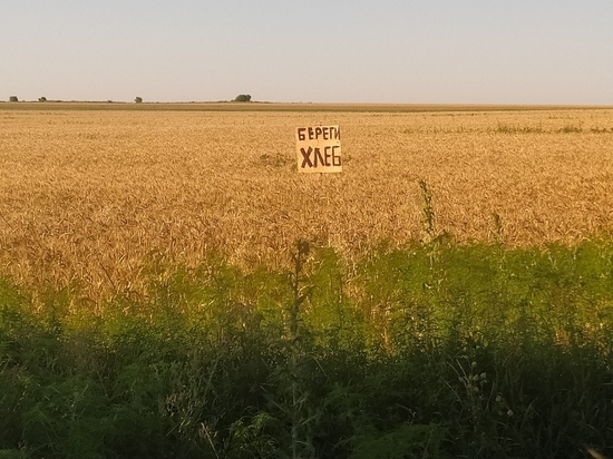 В ДНР собрали более 320 000 тонн урожая зерновых и бобовых