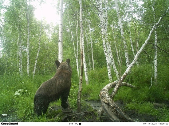 Бурый медведь снова сорвал фотоловушку в заказнике «Горная степь»