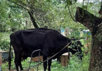 В МЧС по Тульской области сообщили о спасении коровы