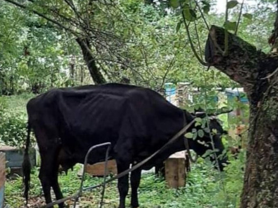 Сотрудники МЧС в Туле спасли корову