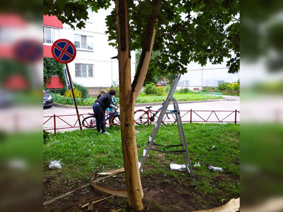 Новгородцы несколько часов спасали изуродованное дерево на улице Кочетова