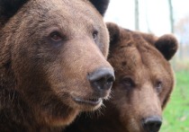 Министерство природы Новосибирской области заказало отстрел потенциально опасного бурого медведя