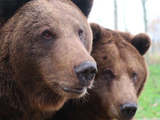 В Новосибирской области бурого медведя застрелят по заказу министерства природы