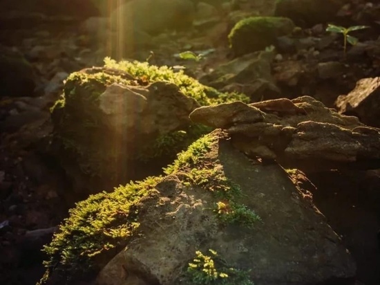 Добровольцы Рачевской инициативы с апреля прошлого года собрали 53 тонны мусора