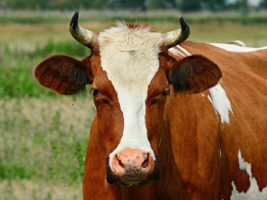 Жители поселка в Карелии пожаловались на свободно разгуливающих коров