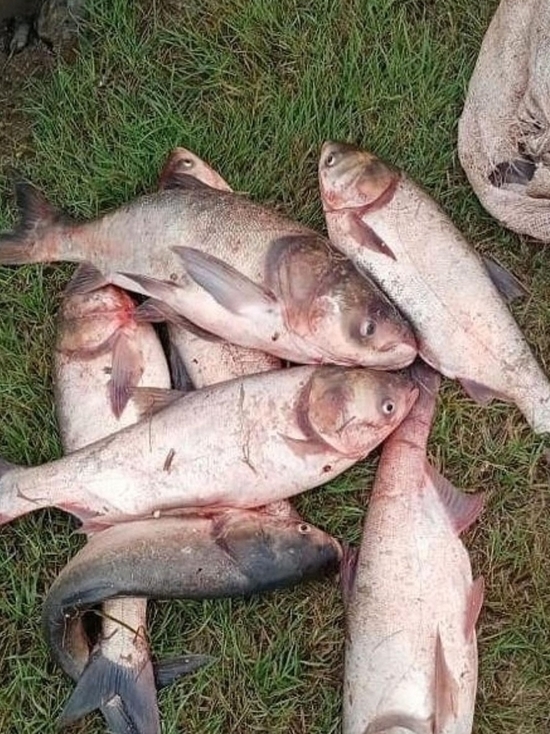 Сезон охоты: под Анапой около 25 тонн рыбы из хозяйства «Красная горка» смыло в поле дождём