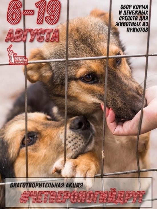 Смоленские волонтеры собирают деньги и корма для помощи приютам для бездомных животных