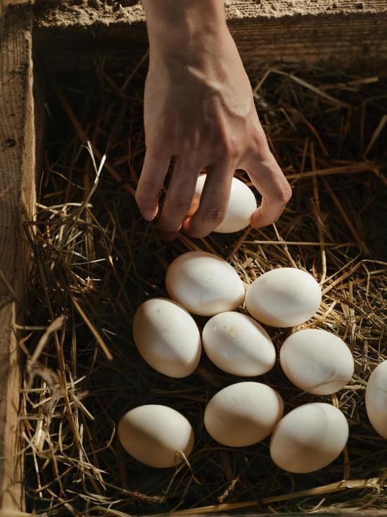 В Смоленскую области запретили ввоз более 123 тысяч инкубационных яиц