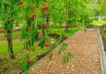 Парк «Изумрудный» в Барнауле планируют полностью благоустроить к 2024 году в рамках нацпроекта «Жилье и городская среда»