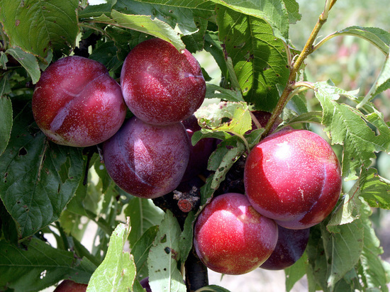 Август по праву считается главным фруктовым месяцем лета