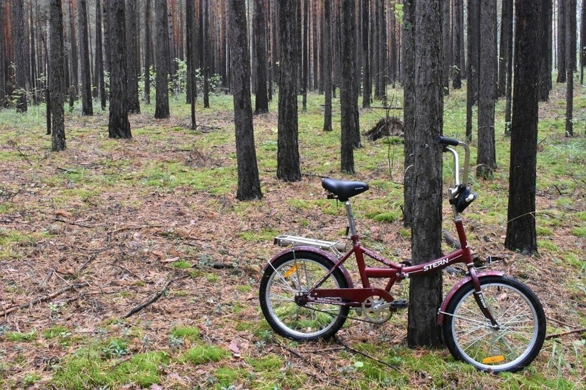 Фото велосипеда в лесу