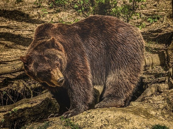 Бурый медведь съел корову на окраине села в Новосибирской области
