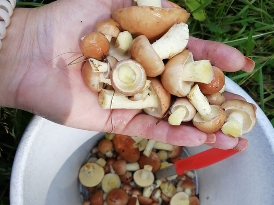 Небывалый урожай маслят собрали грибники в Новосибирске после дождей и туманов