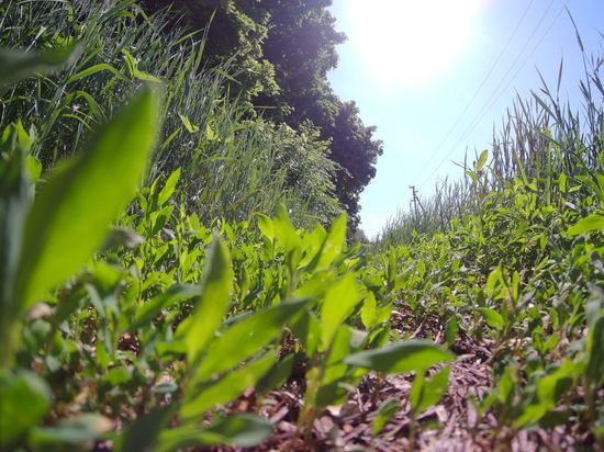 Какой погоды ждать смолянам во вторник 17 августа