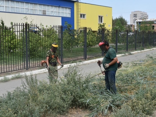 В Астрахани объявили войну лебеде