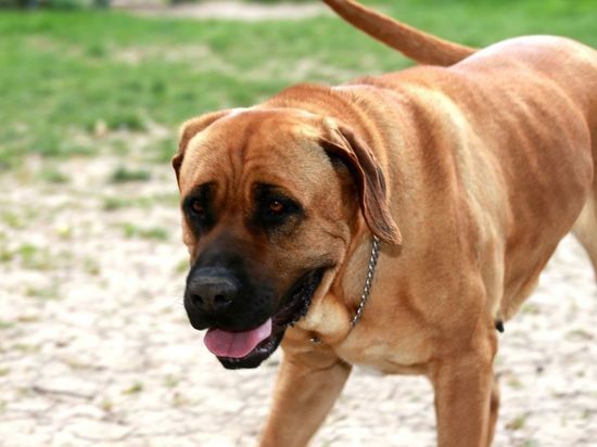 Закону об ОСАГО для собак прочат провал в Петербурге