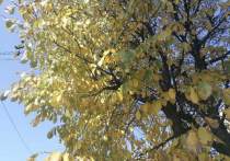 Золотая осень не за горами - о том, какой будет сентябрьская погода, читайте в материале «МК в Хабаровске»