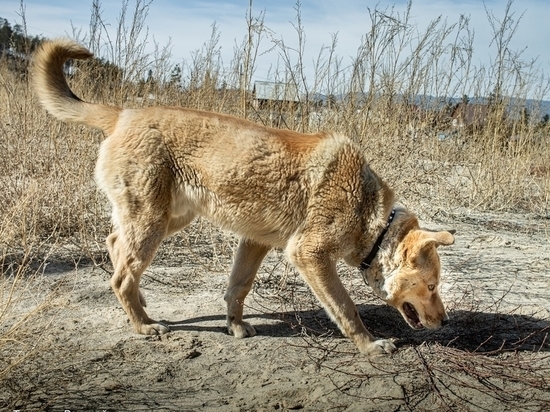 В Улан-Удэ неизвестные обстреляли собачий приют «Надежда»