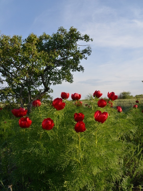 Флора «Подлужного» включает 530 видов высших сосудистых растений