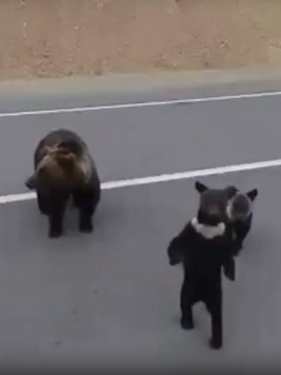 Медвежонок помахал лапой в ответ: автомобилисты покормили хлебом косолапую семью на дороге Ямала