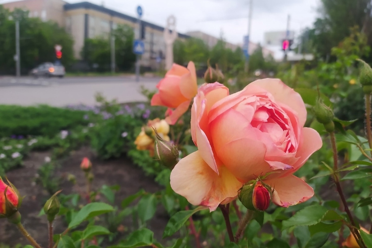 Купить Розы В Донецке Днр Саженцы