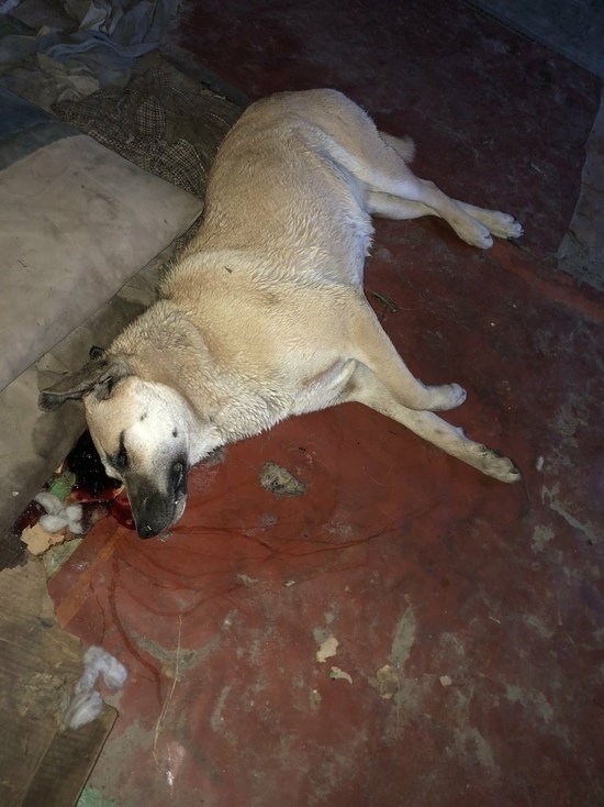 «Бились в судорогах»: уже 3 собаки погибли от рук догхантеров на промзоне Ноябрьска