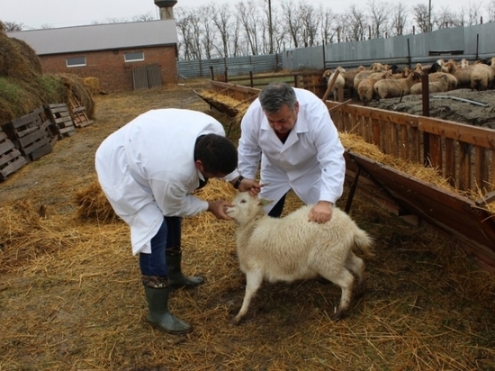 Костромские ветеринары оперативно ликвидировали вспышку овечьей оспы