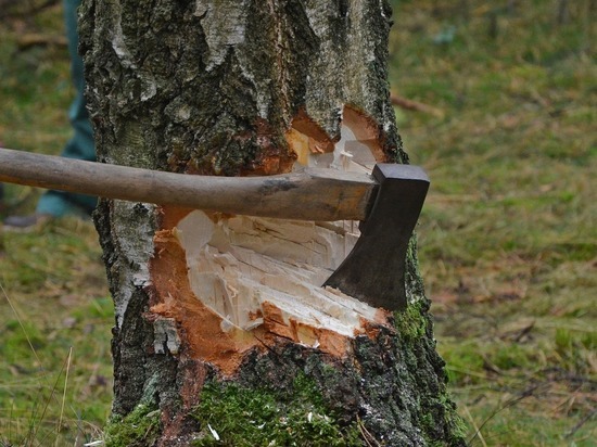 С «Волжской Ривьеры» взысканы более 2 млн рублей за нарушение лесного законодательства