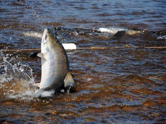 Прирост объёмов добычи лосося отмечается на Колыме