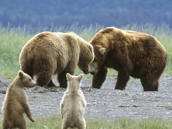 В лесополосе Печенгского района гуляет семейство медведей