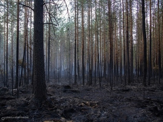 Минприроды Карелии призывает добровольцев на восстановление лесов