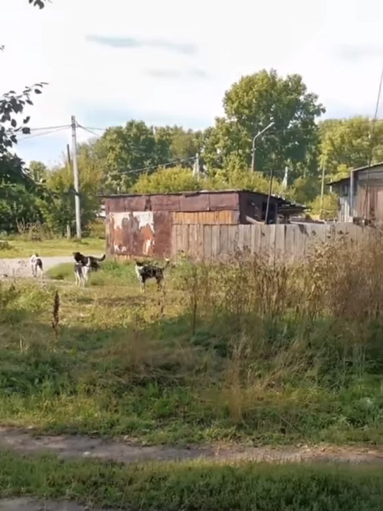В Кемерове ранее пойманные собаки вернулись и снова пугают горожан