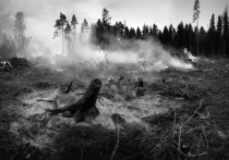В Башкирии продолжают гореть леса на площади 275 гектаров