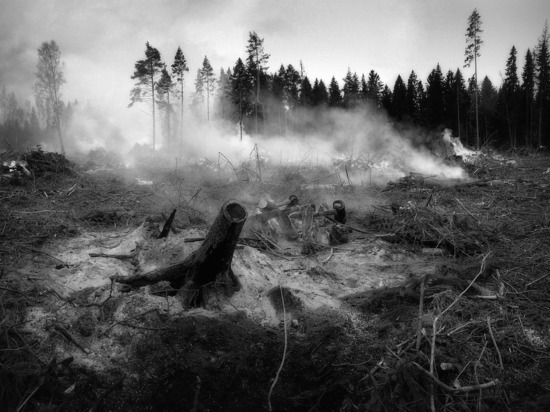 Более 9 тысяч гектаров леса сгорело на юге Башкирии