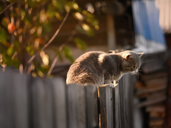 После обстрела Старомихайловки зафиксированы повреждения