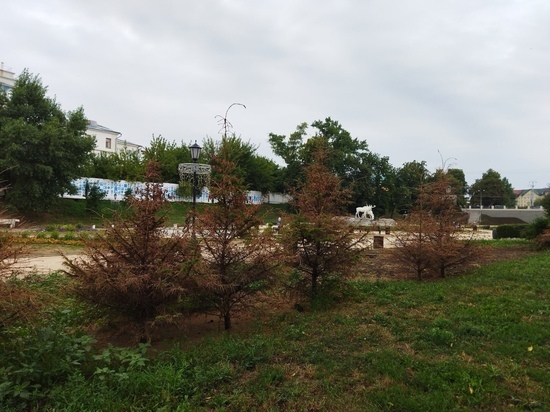 В Рязани у цирка засохли молодые деревья