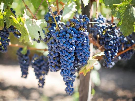 В винограде сорта Куанье найдены соединения, эффективные против рака легких